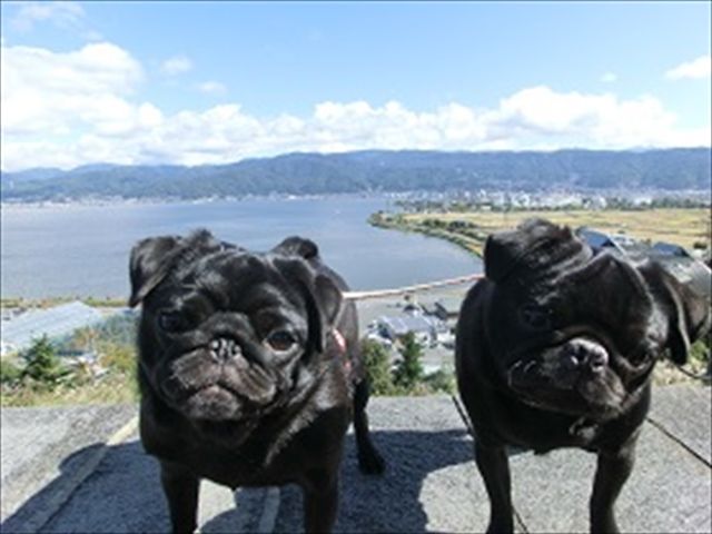 ワンちゃん好きにはもってこいの職場です！