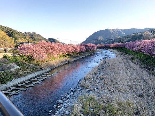 これからは河津さくらの時期です♪