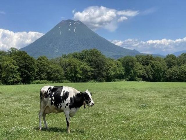 冬もいいけど大自然に囲まれた夏のニセコも素敵なんです