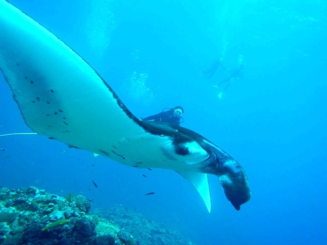 石垣島といったらダイビング★マンタに出会える有名ダイビングスポットにすぐ行けるエリアです！