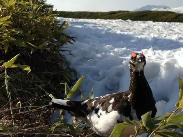 雷鳥に出会えるかも！？