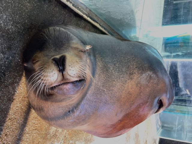 休日は鳥羽水族館へ