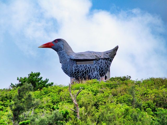 世界自然遺産登録されている、沖縄本島北部の『やんばるの森』には独自の生態系が残っています！