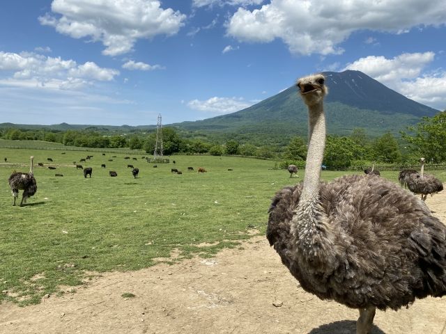 ニセコにはダチョウがいます！
