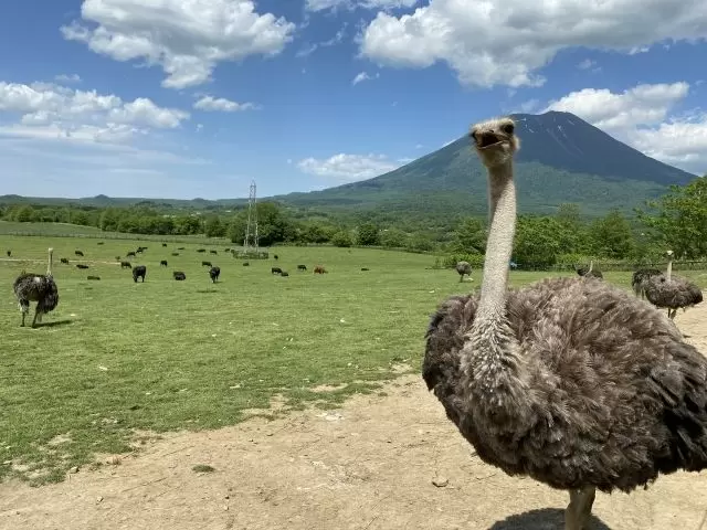 ニセコにはダチョウがいます！