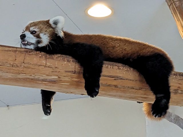 カワイイ動物にも会えますよ～♪