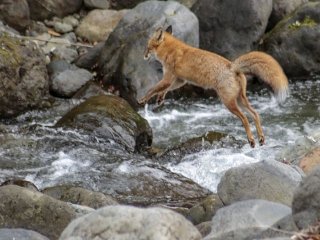 人気の裏方業務!!人気エリア「世界自然遺産・知床」です!今年こそ知床リゾバ!!