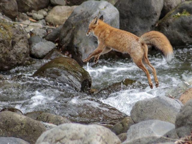 原生林に囲まれてた幻想的な観光エリア☆