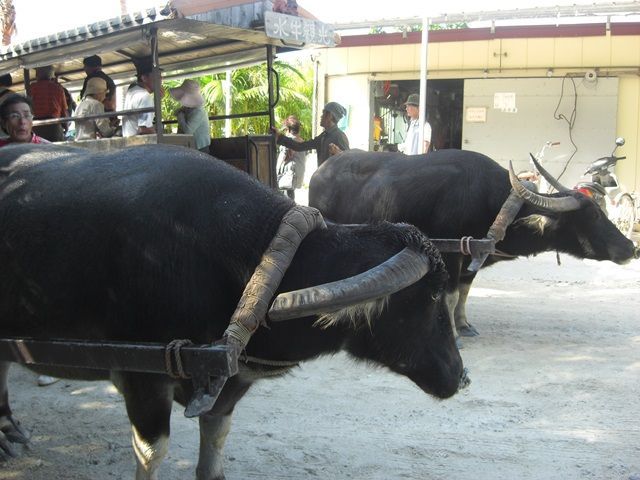 周りの離島にも、ホテル敷地内にも、なんと「水牛」が？！