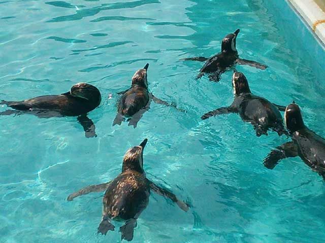 鳥羽水族館♪