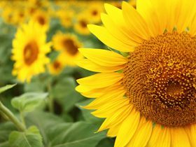 自然満載の高原エリアで夏を満喫しよう！