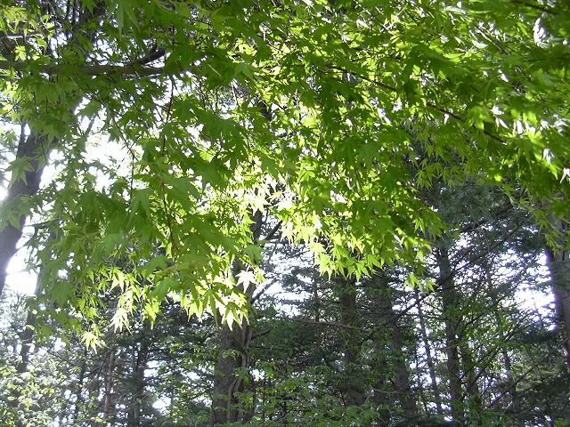 軽井沢駅から徒歩10分なのも魅力ですが、自然の豊かさもおすすめの一つ(*^^)v