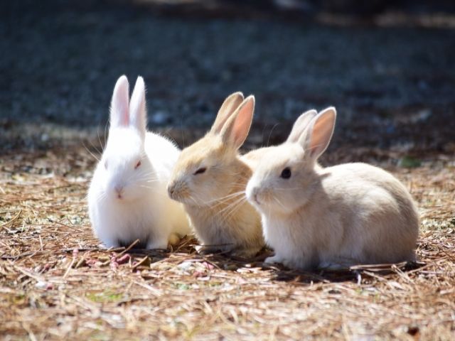 うさぎの楽園★
