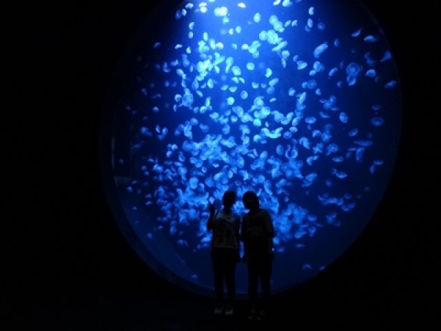 クラゲで有名な水族館が近くにあります