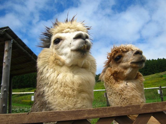 観光名所もいっぱいヽ| ゝ∀･*|ﾉ