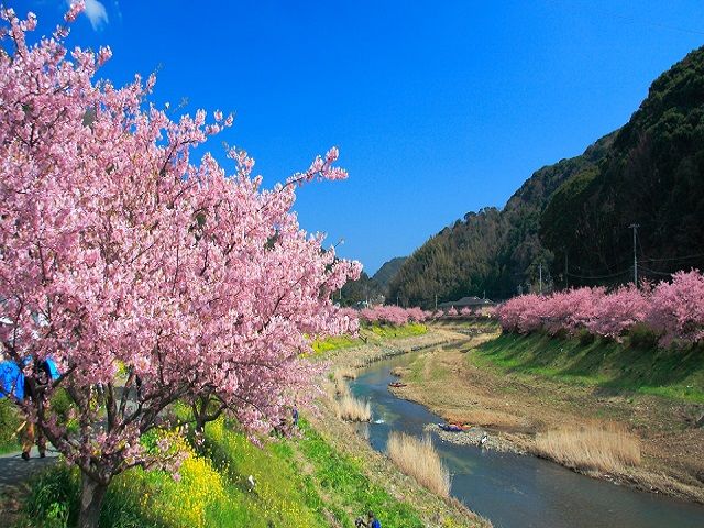 河津桜の満開時期は！！