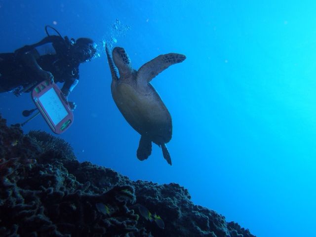 ウミガメと一緒に泳ごう!!
