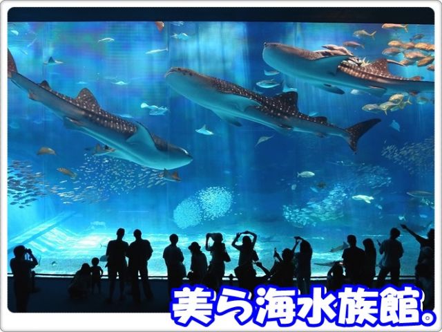 ★美ら海水族館で販売のお仕事★