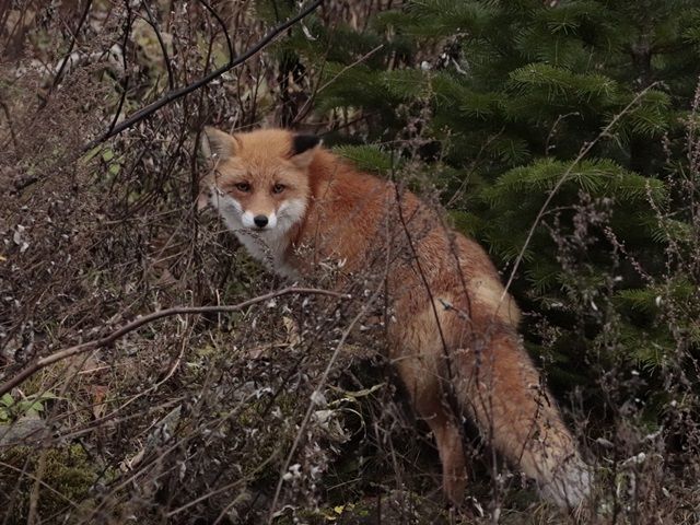 野生動物との遭遇も身近で貴重な体験が可能です