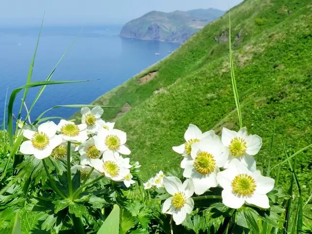 離島にしか咲かない花など、観光も存分に楽しめます♪