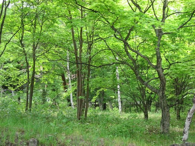 新緑が素敵なリゾート地です