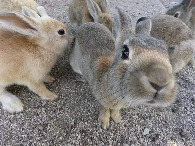 大久野島って？？→うさぎの楽園なんです！！
