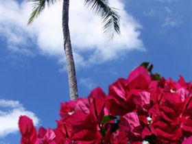 この島だから似合う！