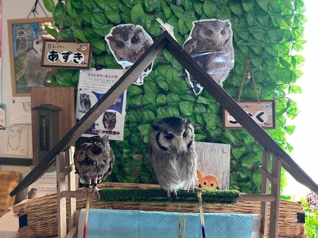 名物のふくろうがお迎えをしてくれます！
甘えん坊でかわいいですよ～