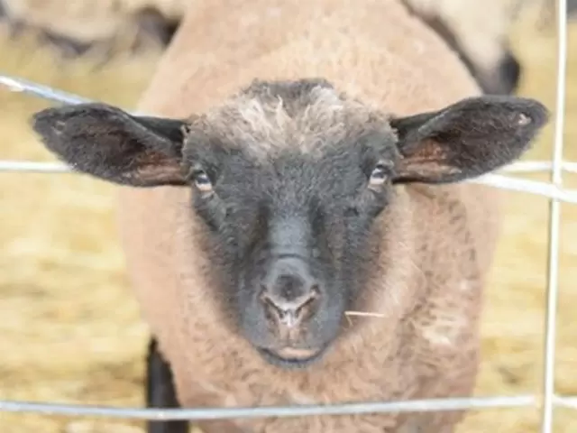 周辺施設では人懐っこい動物たちがお出迎え♪
お待ちしてま～す！