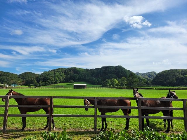 周辺には牧場がたくさん！