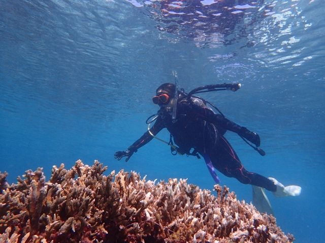 マンタに会えるのも夢じゃない！！？？