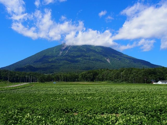 夏のニセコも素敵ですよ