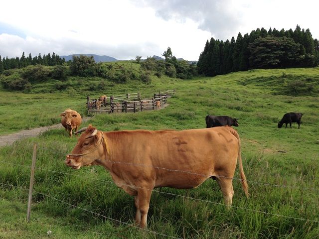 山々に囲まれた緑豊かな雄大な自然のロケーションの中に、牧場やスポーツ体験施設があります