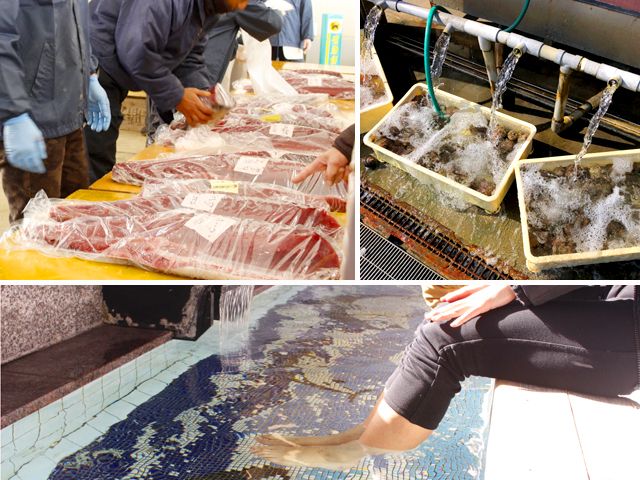 海産物に恵まれた環境です。