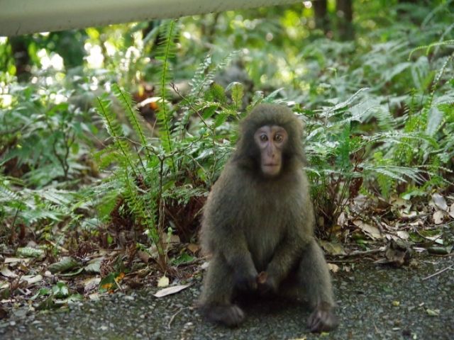 ヤクシマザル、ヤクシカに出会えます。