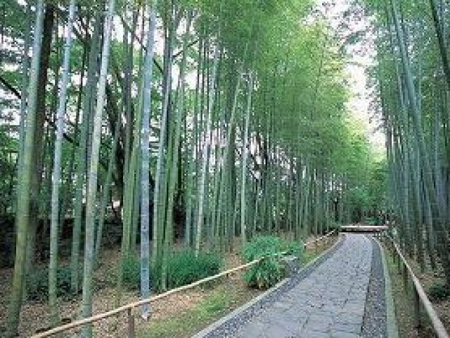 雄大な竹林★心を癒す散歩道！