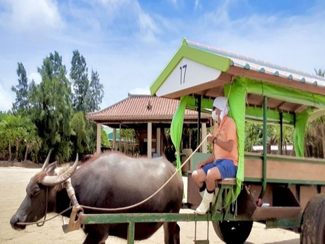 ≪≪超レアな「水牛乗務員」のお仕事でました!!≫≫