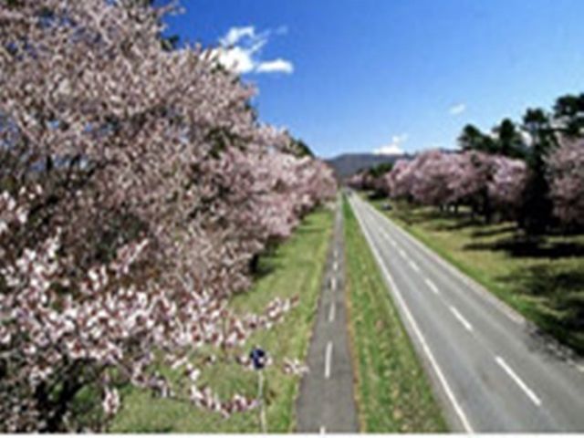 日本の道100選にも選ばれた桜で有名な二十間道路のある町です(´^ω^｀)