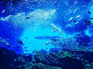 【短期☆】海もイイけど温泉も入れちゃう白浜のお仕事はどうですか？