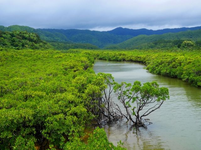 美しい自然の宝庫【西表島】です！西表島が誇るマングローブ林。