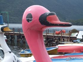 白鳥ボートに乗っちゃおう!!