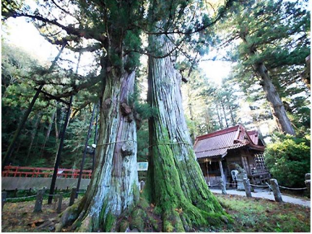 さかさ杉(夫婦杉）は縁結び、夫婦円満、長寿、勝利、家内安全、厄除け開運の神様として有名です