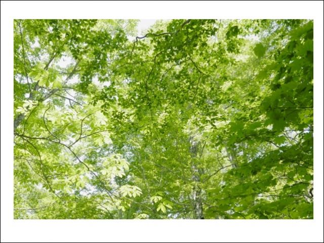 都会生活を忘れ、緑の中かでリフレッシュができます