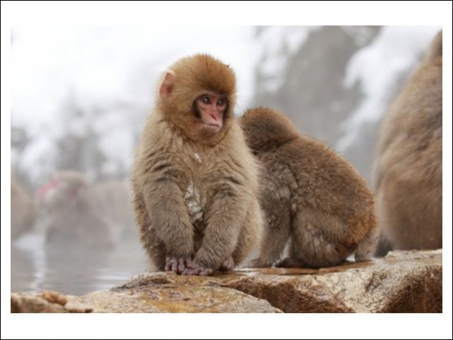 志賀高原は、お猿さんが多いエリアです