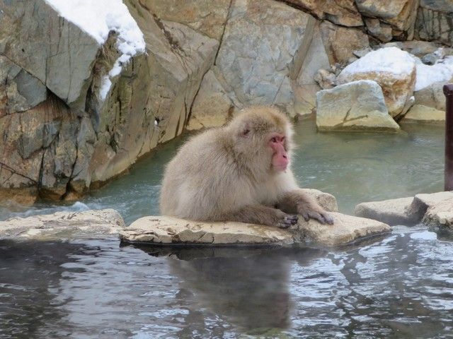 お猿さんも気持ち良さげです(笑)