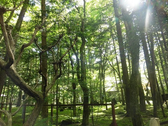 軽井沢と言えば森に囲まれた高級リゾート地。まさにこんな感じです！