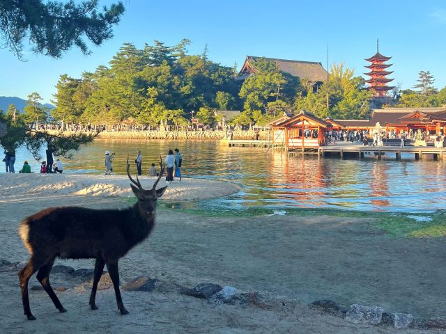 世界遺産・厳島神社近くの職場です！