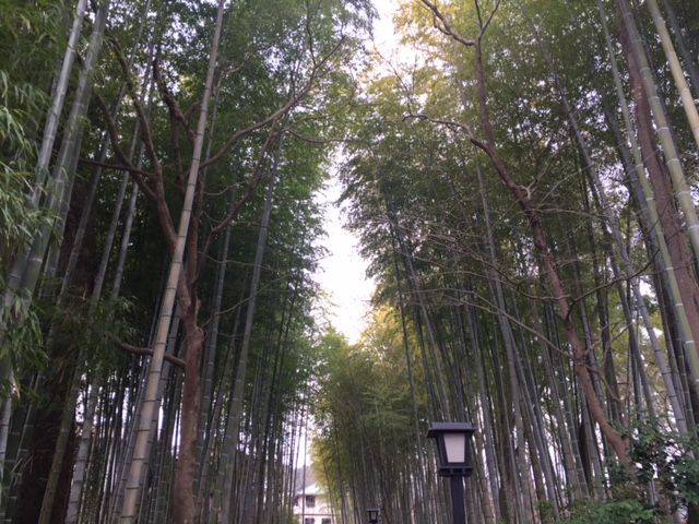 ≪京都っぽい、街並みが人気≫