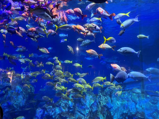 お休みの日は鳥羽水族館へ♪観光スポット多数エリアで休日も大充実◎