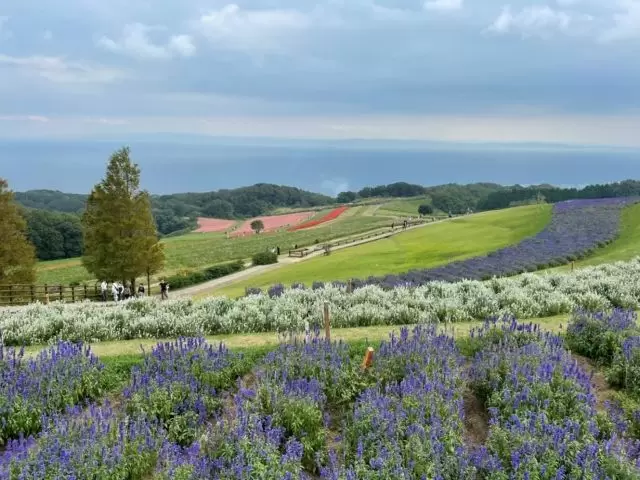 淡路島を代表する観光名所『花さじき』です！！